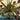 An expressive painting of a potted plant with long green leaves and red oval flowers in a reflective pot, set against an abstract blue, white, and beige background.